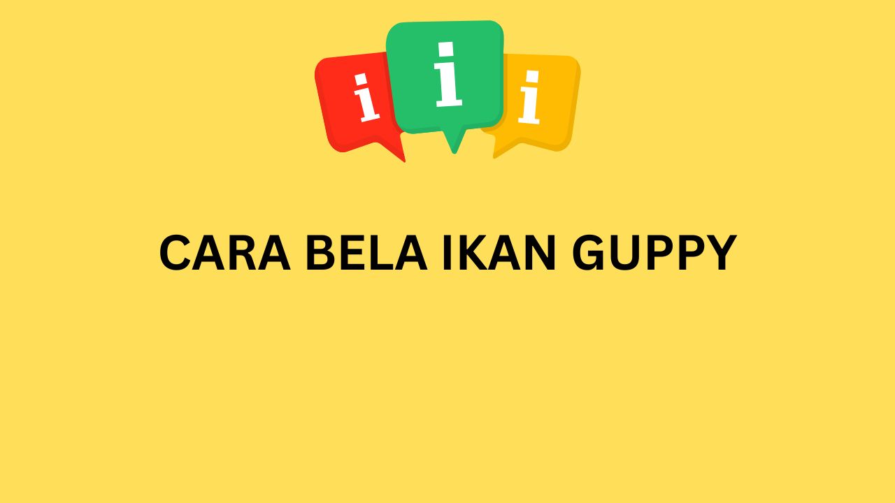 CARA BELA IKAN GUPPY