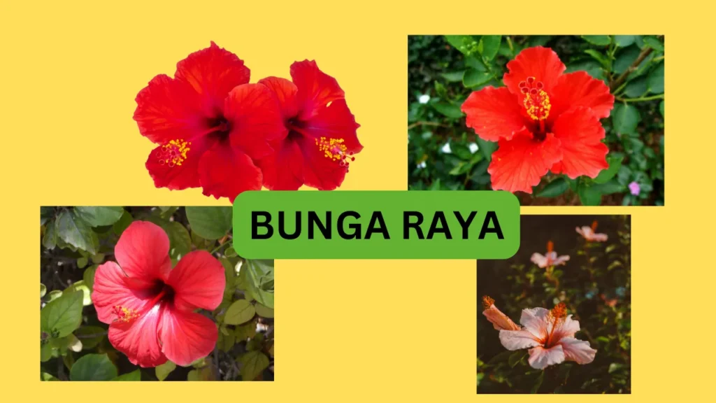gambar bunga raya