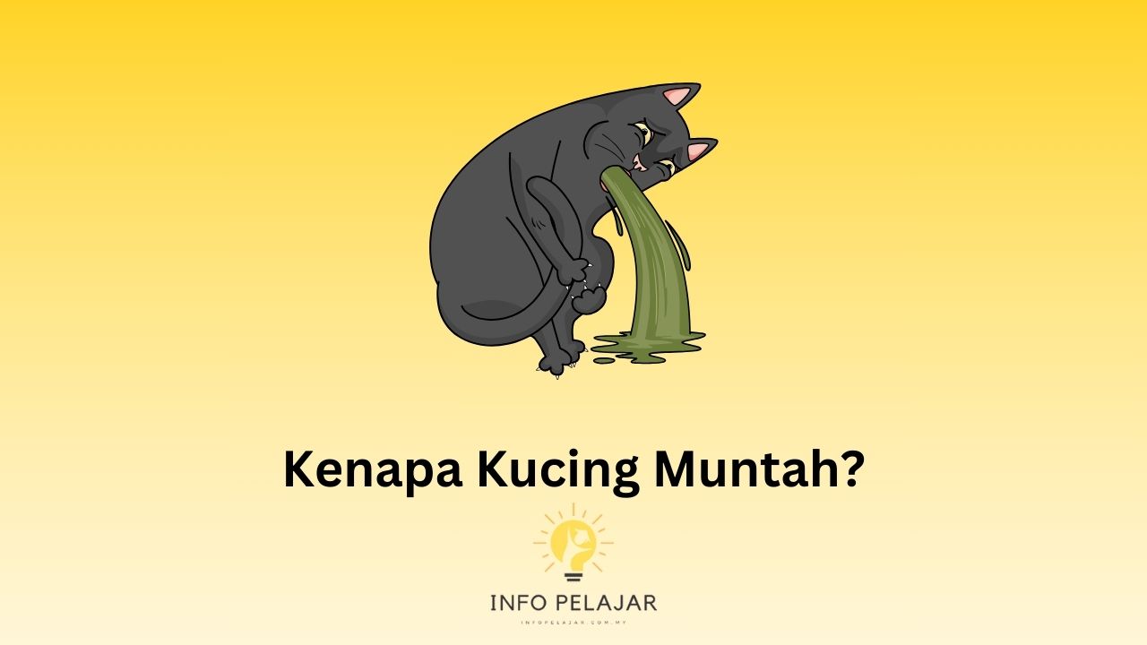 Kenapa Kucing Muntah