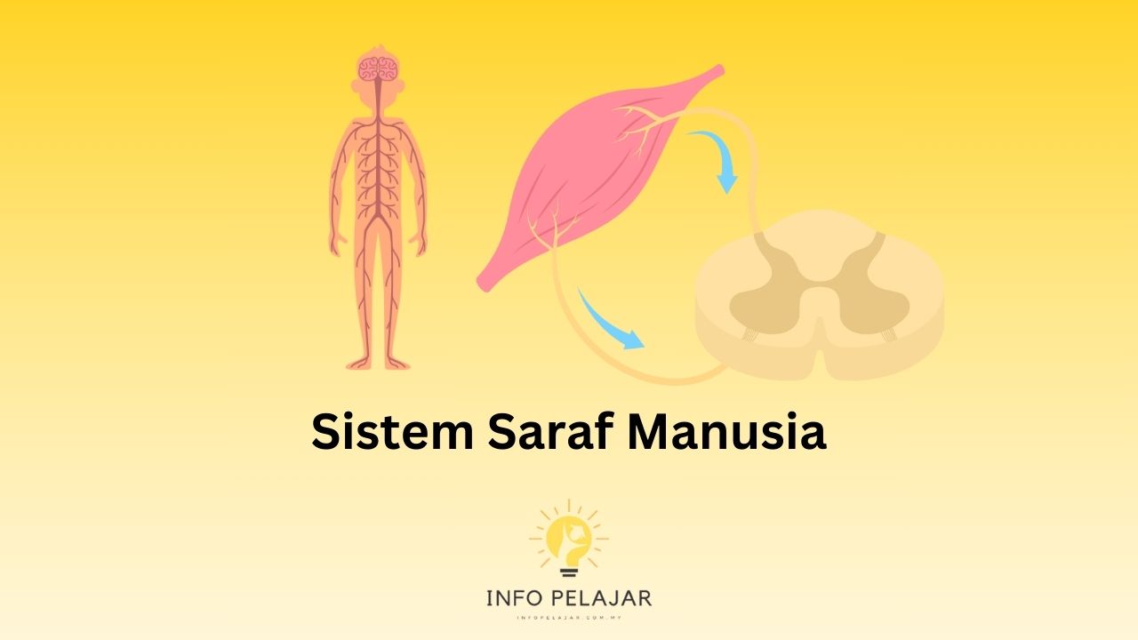 Sistem Saraf Manusia