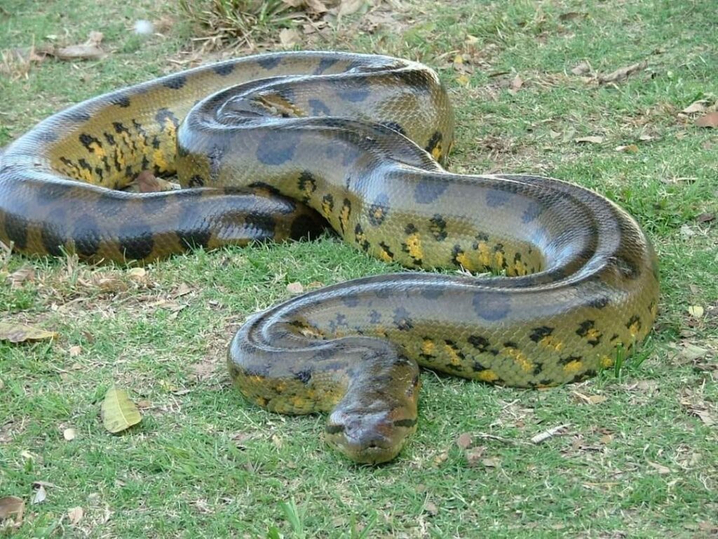 anaconda hijau