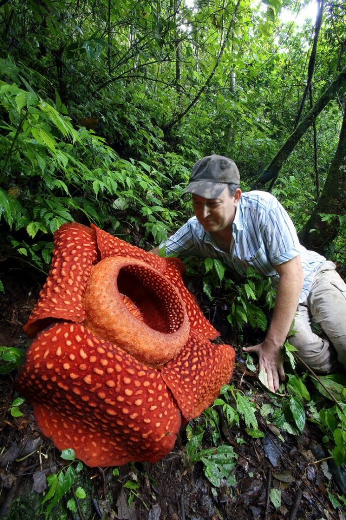 rafflesia