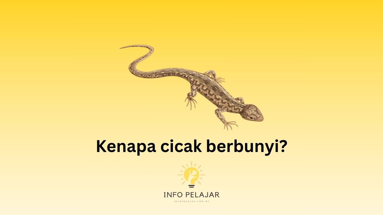 Kenapa cicak berbunyi?