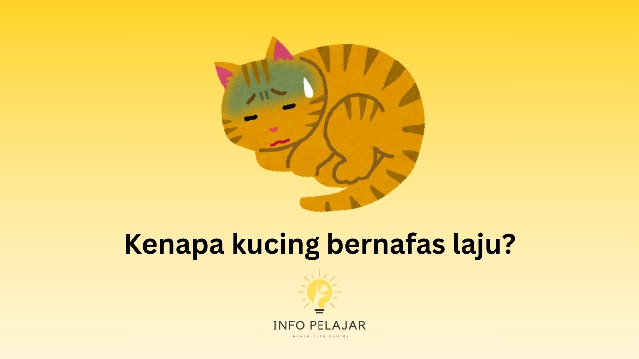Kenapa kucing bernafas laju