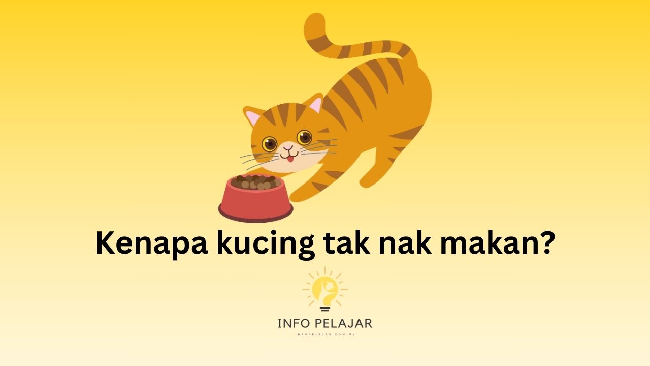 Kenapa kucing tak nak makan