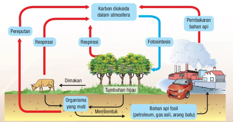 carbon cycle