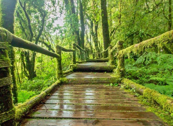 Tempat Menarik di Cameron Highlands
