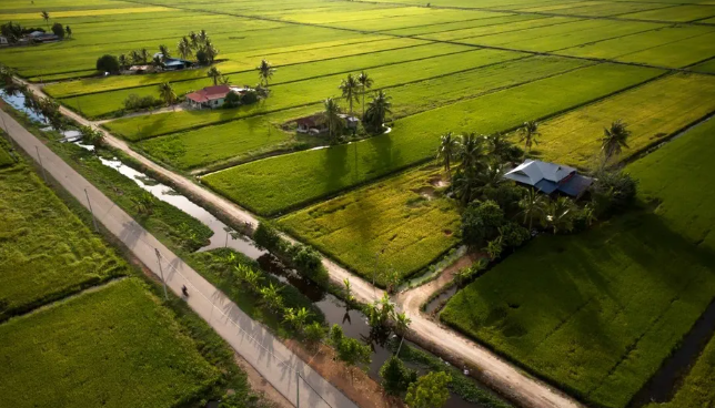 sawah padi sekinchan