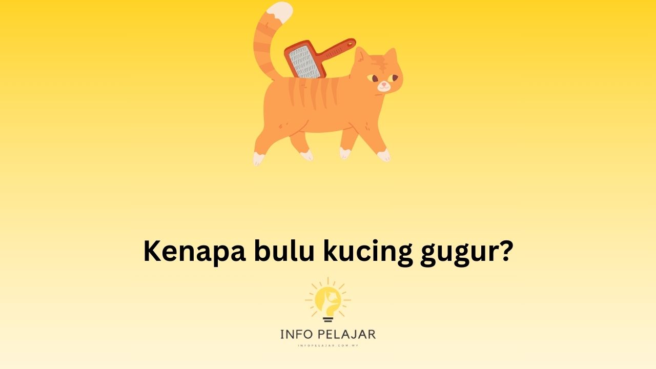 kenapa bulu kucing gugur