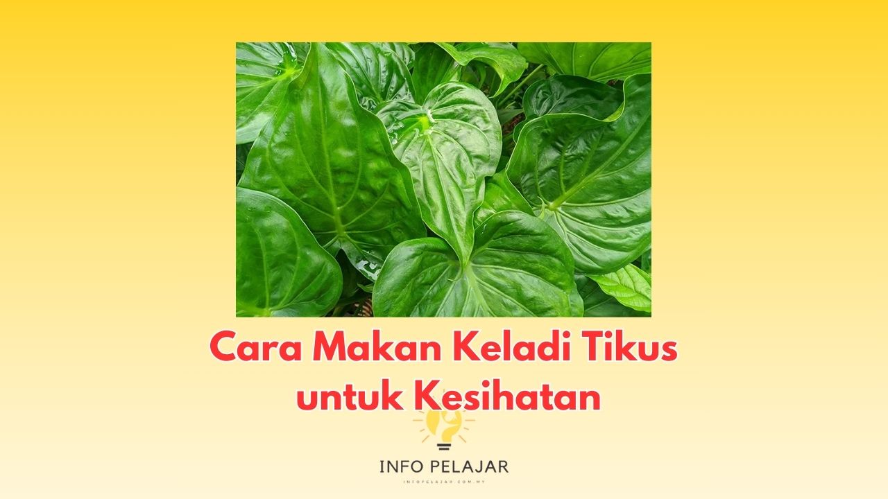 Cara Makan Keladi Tikus untuk Kesihatan